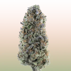 THCa Flower - Amaretto Sour (Greenhouse)