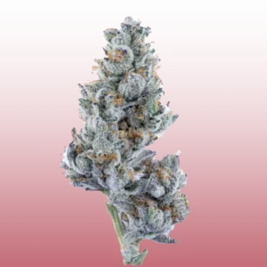 THCa Flower - Creamery (Indoor)