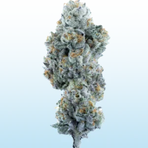 THCa Flower - Horchata (Indoor)